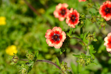 Nepal Cinquefoil flowers - Latin name - Potentilla nepalensis