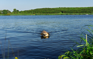 Dog swimming with the ball in the mouth on a river in Haarlem.