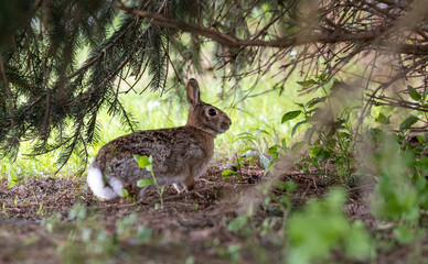 Eastern cotton tail rabbit in the woods