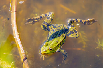 Selective focus of the marsh green frog in swamp in its natural habitat, Pelophylax ridibundus is the largest frog native to Europe, Typical polder in spring, Spawning and breeding season, Netherlands