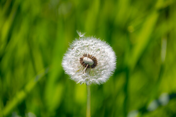 Soft and selective focus of white fluffy flowers dandelion with green meadow as background, Taraxacum erythrospermum or common name red-seeded dandelion on the filed, Nature floral pattern background.