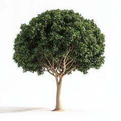 Fototapeta premium Green tree isolated on white background with dense foliage