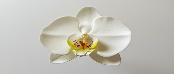 Elegant close up of a pristine white orchid flower isolated against a simple background
