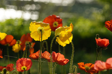 Obraz premium Poppy dinner time