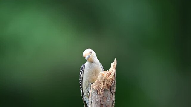 Female Red-bellied Woodpecker on a small dead broken Pine tree