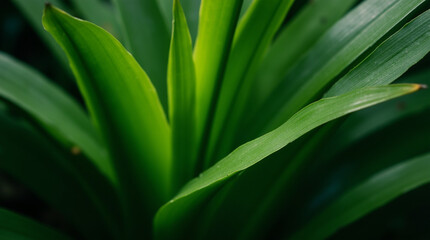 Obraz premium Close-Up of Bright Green Tropical Foliage – High-Detail Photography of Lush Greenery