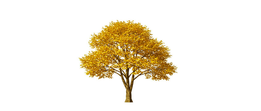 Golden tree isolated on white background illustrating nature autumnal season and isolated concepts
