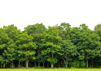 Obraz premium Lush green trees with dense foliage under a bright sky creating a natural and vibrant landscape view