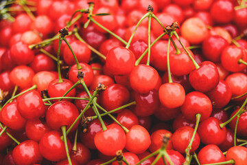 Close-up. Background of many red ripe cherries.