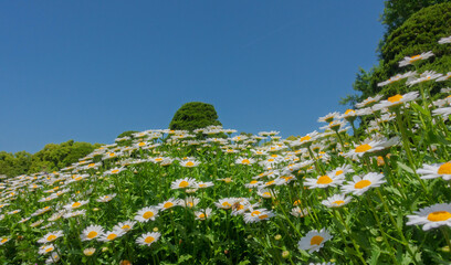 京都府立植物園内に咲くノースポールギク
