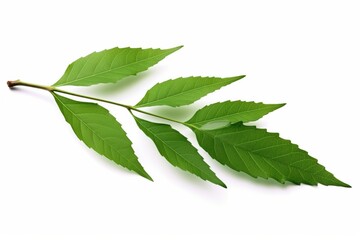 Obraz premium Lush Green Sprig Vibrant Leaves on White Natural Beauty Freshness Botanical Image