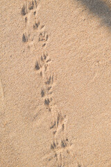 Birds footprints on sand beach in sunny day