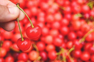 Close-up of a guy holding a bunch of ripe red cherries in his hand.