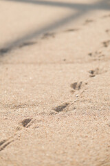 Bird footprints on sand beach in sunny day