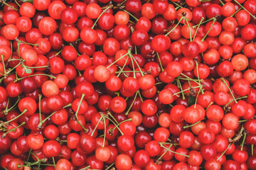Close-up. Background of many red ripe cherries.