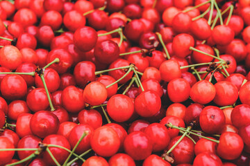 Close up background of red cherries berries.