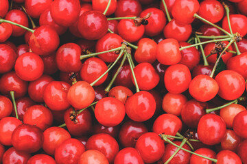 Close-up. Background of many red ripe cherries.