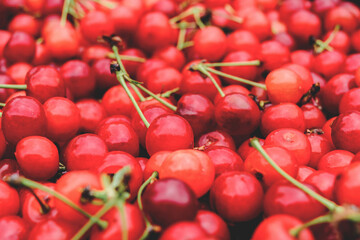 Close-up. Background of many red ripe cherries.