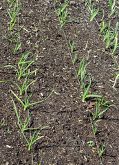 Green onion in the garden, vegetable in the ground growing naturally.