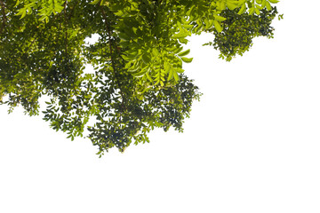 Obraz premium green leaves isolated on white