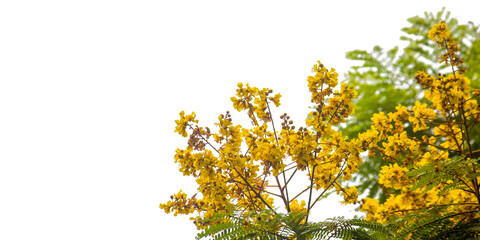  yellow poinciana flower on transparent