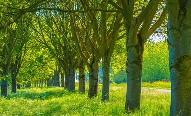 Green foliage of trees amidst wild flowers in sunlight in springtime, Almere, Flevoland, The Netherlands, May 8, 2025