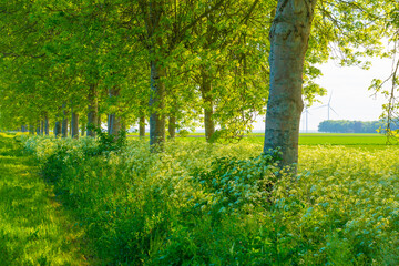 Obraz premium Green foliage of trees amidst wild flowers in sunlight in springtime, Almere, Flevoland, The Netherlands, May 8, 2025