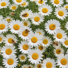 Busy bees pollinating cheerful daisies in a sun-drenched meadow , bee, meadow