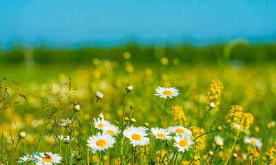 Colorful wild flowers in a rural field in sunlight, Almere, Flevoland, The Netherlands, May 8, 2025