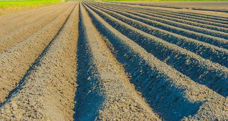 Agricultural field with furrows in sunlight under a blue sky in spring, Almere, Flevoland, The...