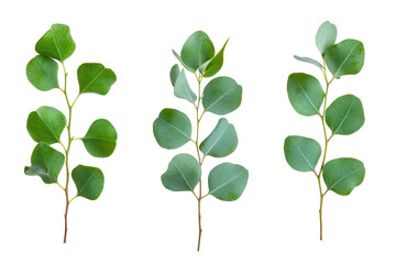 Obraz premium Green eucalyptus leaf set in transparent png isolated against a bright and minimal white background