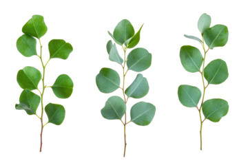 Green eucalyptus leaf set in transparent png isolated against a bright and minimal white background