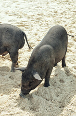 Koh Madsum, Surat Thani, Thailand - 8 September 2023 : Koh Madsum or Pig island a small island on the south of Koh Samui, Thailand. This was full of tourists on a hot sunny morning during the wet seas