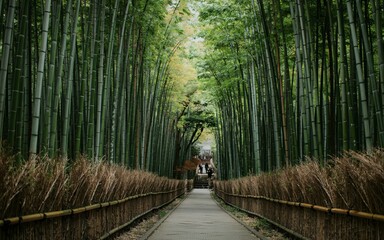 Fototapeta premium Kyoto, Japan Spring , Cherry Blossom Season, Bamboo forest path, Japan
