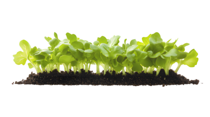 Young Green Lettuce Seedlings Growing in Dark Soil with a Bright Transparent Background