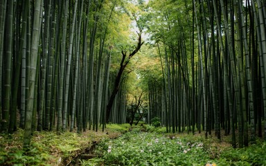 Fototapeta premium Kyoto, Japan Spring , Cherry Blossom Season, Bamboo forest path, Japan (3)
