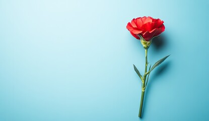 Single red carnation on light blue background.  A vibrant red flower with green leaves sits on a light sky blue surface,  emphasizing the flower's beauty