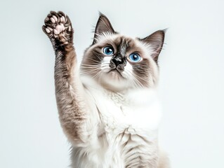 Obraz premium Playful Ragdoll cat with outstretched paw. A captivating image of a Ragdoll cat, showcasing its adorable features and playful nature. 
