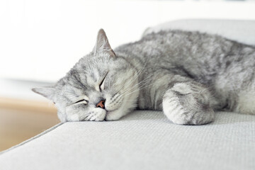 British white gray shorthair cat lying and sleeping on bed. Domestic cat is resting.	