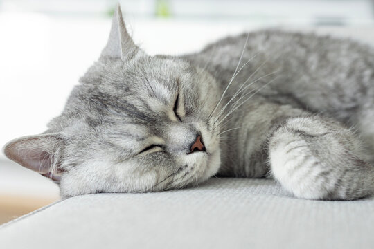 Cluse up of British white gray shorthair cat lying and sleeping on bed. Domestic cat is resting.	