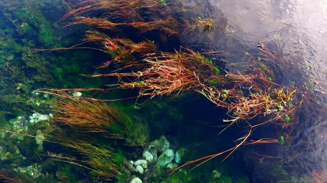 Close-Up of Lush Plants Drifting in Crystal Clear Water at Te Waikoropupū Springs | Pristine New Zealand Nature