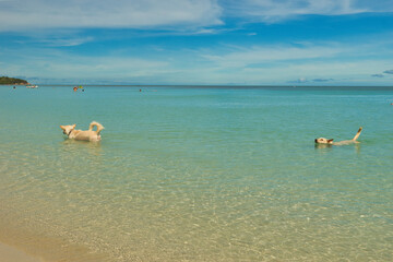 Chaweng beach, Koh Samui, Thailand - 09 September 2023. Dog on the sand beach watch at sea scape,...