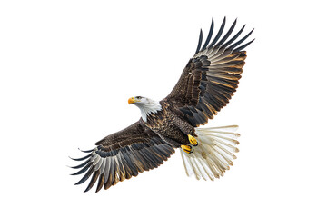 Obraz premium Powerful eagle glides through the air, wings curved upward, fierce eyes scanning the land below, isolated on a transparent background