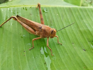 Locust grasshopper (Valanga nigricornis) on leaf 