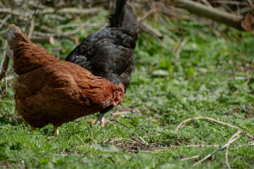 chicken on traditional free range poultry farm