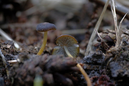Spruce-cone cap Strobilurus esculentus mushrooms in wild
