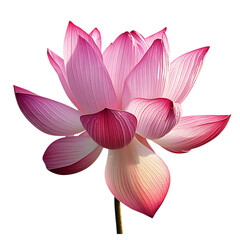 Fototapeta premium pink lotus 