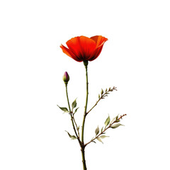 Red poppy flower with green stem and leaves, showing graceful stem and closed bud ready to bloom