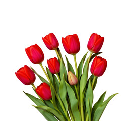 Fototapeta premium Vibrant bouquet of red tulip flowers with green leaves, showcasing natural beauty and fresh spring colors