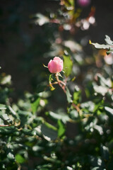 緑の中で優しく咲くピンクのバラの蕾